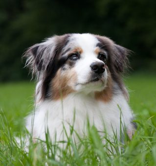 Face Charlyshundeplausch