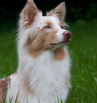 Rubi Charlyshundeplausch