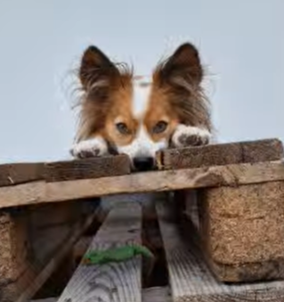 Winie Charlyshundeplausch